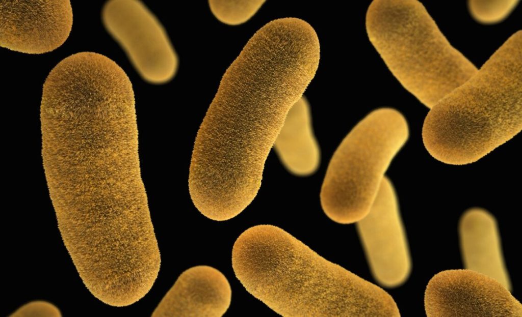 E coli Infection définition cause symptômes traitement